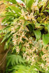 Obraz premium Bearded Coelogyne or Coelogyne Flaccida plant in Zurich in Switzerland