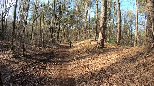 Shot of trunk out of focus with horizontal movement towards woman walking with her dog between trees, back to camera, sunny day in Duinengordel - Hoge Kempen National Park in Genk, Limburg, Belgium