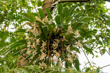 Obraz premium Bearded Coelogyne or Coelogyne Flaccida plant in Zurich in Switzerland