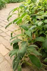 Obraz premium Kohleria Warszewiczii plant in Zurich in Switzerland