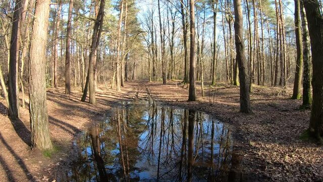 Upward camera movement shot with puddle of water in dirt road, reflection of surrounding bare trees on water surface, sunny day in Duinengordel - Hoge Kempen National Park in Genk, Limburg, Belgium
