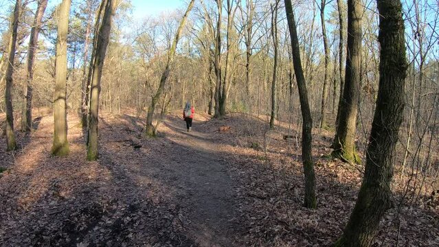 Woman walking with her dog on trail with her back to camera in static shot, filmed between bare trees, sunny day in Duinengordel - Hoge Kempen National Park in Genk, Limburg, Belgium