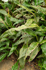 Leptochilus Decurrens plant in Zurich in Switzerland