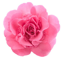 Pink Camellia  flower