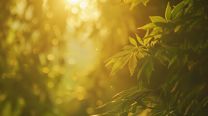 Warm sunlight shining through the leaves of a tree. The leaves are a deep green color, and the...