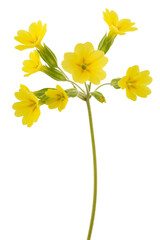 Cowslip Primrose flowers - 768056579