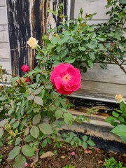 pink roses in a garden