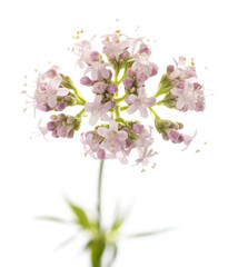 Naklejka na ściany i meble Valeriana officinalis flowers