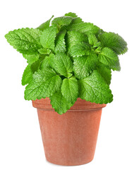 Lemon balm plant in vase - 768056942