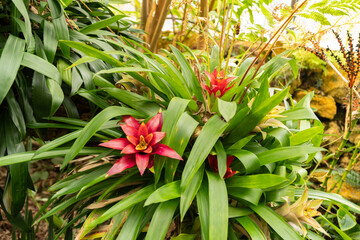 Obraz premium Scarlet star or Guzmania Lingulata plant in Zurich in Switzerland