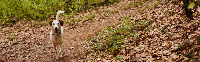 Photo of cute white dog running in forest. Nature photo of active dogs, pet in fall, banner