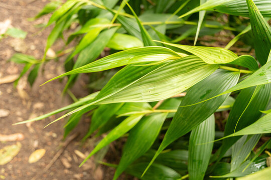 Sobralia Xantholeuca plant in Zurich in Switzerland