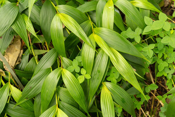 Sobralia Decora plant in Zurich in Switzerland