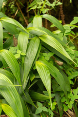 Sobralia Decora plant in Zurich in Switzerland