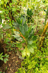 Chamaedorea Metallica plant in Zurich in Switzerland