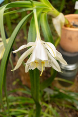 Obraz premium Pamianthe Peruviana flower in Zurich in Switzerland