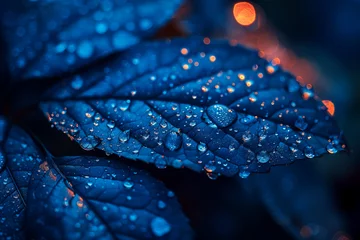 Fotobehang 夜露に濡れる美しい植物の接写 © Aoba Photo