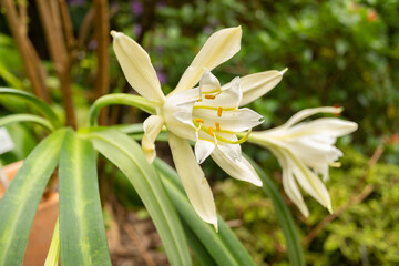Fototapeta premium Pamianthe Peruviana flower in Zurich in Switzerland