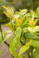 Schaueria Calytricha plant in Zurich in Switzerland