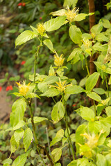 Schaueria Calytricha plant in Zurich in Switzerland