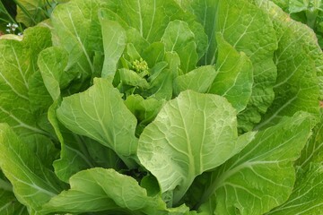 畑一杯に成長している緑の野菜