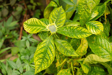 Dorstenia Turnerifolia plant in Zurich in Switzerland