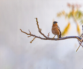 A Brahminy Starling resting on a branch