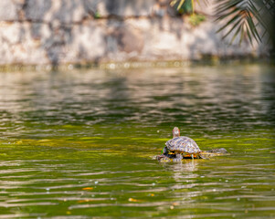 A Red Eared Slider tortoise looking away