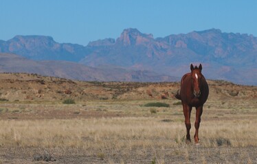 Wild Horse with Mountain in Background