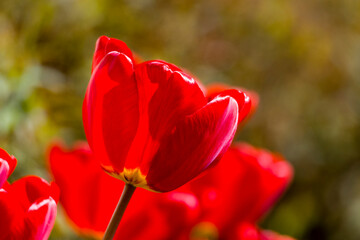 Rote Tulpen im Frühjahr - 768062963