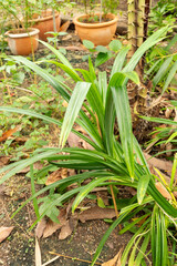 Fototapeta premium Pandanus Amaryllifolius plant in Zurich in Switzerland