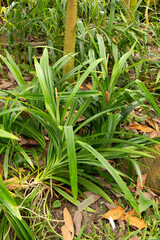 Obraz premium Pandanus Amaryllifolius plant in Zurich in Switzerland