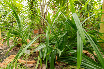 Pandanus Amaryllifolius plant in Zurich in Switzerland