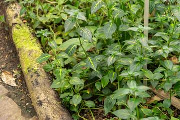 Rungia Klossii plant in Zurich in Switzerland