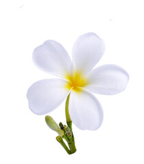 Blooming phumelia  isolated with clipping path on transparent.