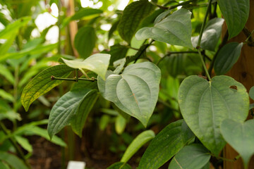 Black pepper or Piper Nigrum plant in Zurich in Switzerland