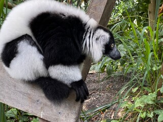 Fototapeta premium black and white lemur
