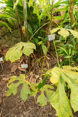 Cola Caricifolia plant in Zurich in Switzerland