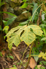 Cola Caricifolia plant in Zurich in Switzerland