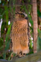 buffy fish owl