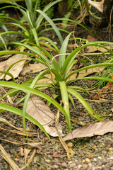 Pineapple or Ananas Comosus plant in Zurich in Switzerland