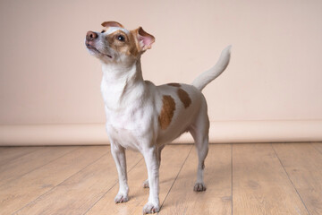 Close up studio portrait of a jack russel terrier puppy standing and looking away from the camera