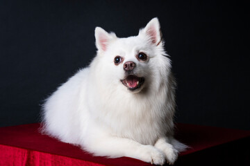 Close up studio portrait of a white German spitz pomeranian dog lying down and looking away from the camera