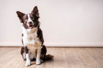 Close up studio portrait of a brown and white Border Collie dog sitting on wooden floor and looking...