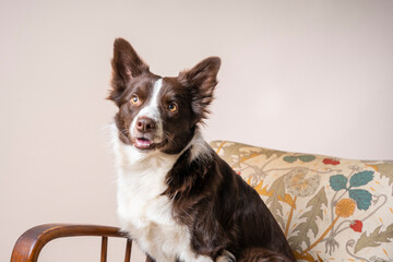 Close up studio portrait of a brown and white Border Collie dog sitting in retro sofa chair and...