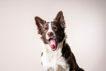 Close up studio portrait of a brown and white Border Collie dog sitting and yawning at the camera