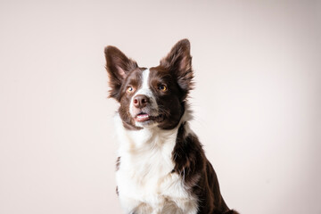 Close up studio portrait of a brown and white Border Collie dog sitting and looking away from the...