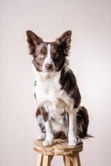 Close up studio portrait of a brown and white Border Collie dog sitting on bar chair and looking at the the camera