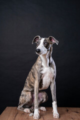 Close up studio portrait of Greyhound dog sitting on wooden box and looking away from the camera