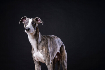 Close up studio portrait of Greyhound dog standing and looking at the camera